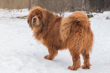 Light brown Tibetan Mastiff standing in the snow and looking back at the camera.