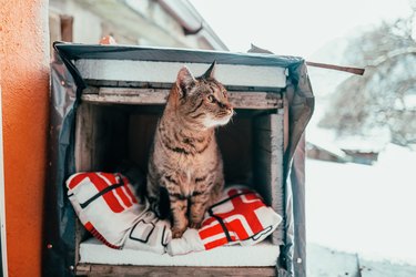 Pet cat sitting in cozy wooden box house in winter