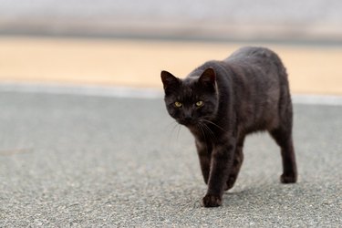 walking cat