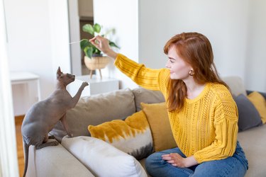 Playful Sphynx Cat Enjoying Playing On Sofa With Her Owner