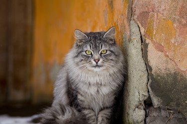 Portrait of cat sitting on wall,Shchyolkovo,Russia