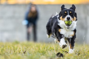 Australian dog with ball in mouth during a training.