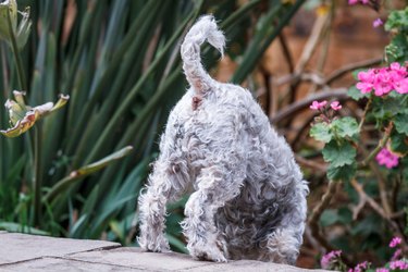 the bottom of a small gray dog looking down from a step outside