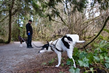 Man walking dogs on the hiking trail
