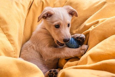 Very beautiful and cute mongrel puppy with light brown fur gnaws a blue Christmas tree toy lying on its back on a large yellow blanket