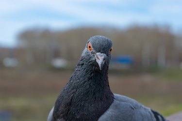 Closeup of a pigeon