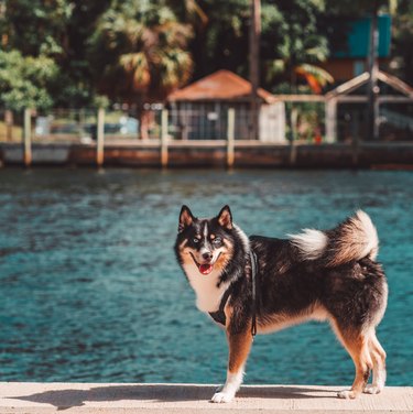 Siberian Husky dog on the beach river tongue out miami