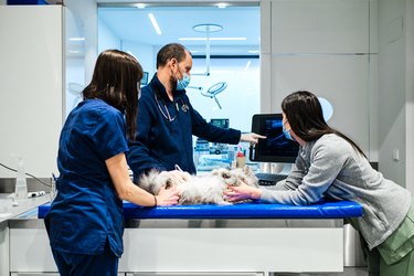 A fluffy cat is laying on its side on a veterinary exam table. Two veterinarians are on one side of the table; one is holding the cat and the other is pointing at a computer screen. The cat's owner is on the other side of the table petting the cat's head.