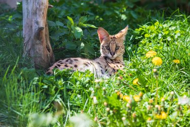 African serval cat looking at the camera and lounging in the grass on a sunny day.