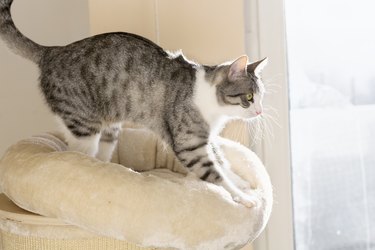 Tabby cat kneading her cushion