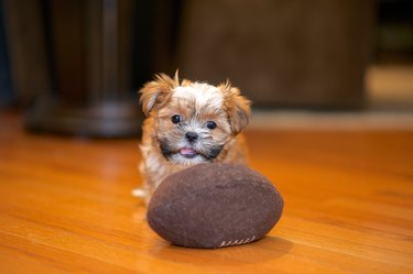 Shorkie puppy playing with toy