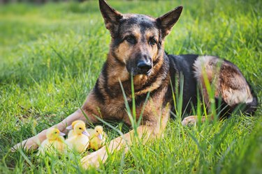 Shepherd dog with ducklings lies on the grass.