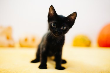 black little kitten looks stright to the camera