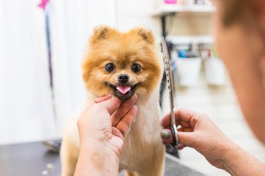 Pomeraninan pet groomer