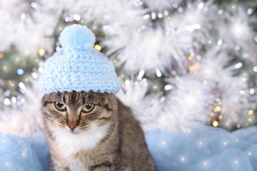 Cute Cat in a blue hat. Kitten against the background of New Year's lights. Kitten on a white and blue background. Portrait of a serious Cat. Merry Christmas. Happy New Year greeting card