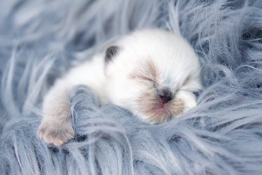 Newborn Kitten Sleeping on Gray Carpet