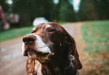 German Pointer