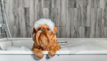 A cute little Griffon dog takes a bubble bath with his paws up on the edge of the tub