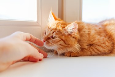 Cute ginger cat smelling human hand. Cozy morning at home. Trustful fluffy pet.