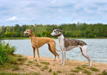 Why does dog's hair stand up on their back?