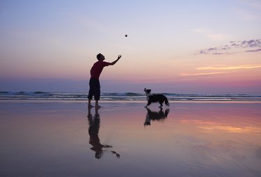 A beach at sunset, with a man throwing a ball for a dog