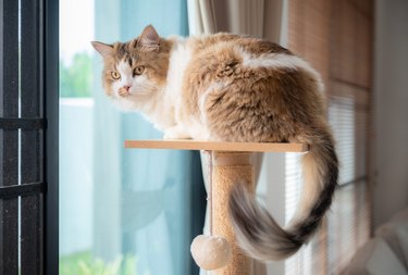Cute crossbreed Persian cat resting on a wooden cat tree. A cat tree is an artificial structure for a cat to play.