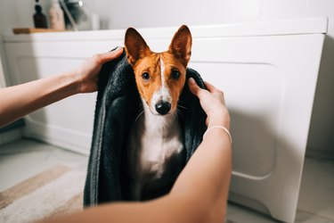 Young woman drying her dog with towel after bathing.