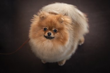 Portrait of a pomeranian doggy