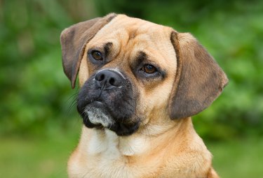 Portrait of a puggle