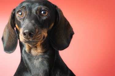 Beautiful dachshund studio portrait