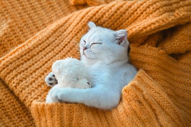 Close-up of a white Scottish kitten sleeping with a toy bear on an orange knitted sweater.