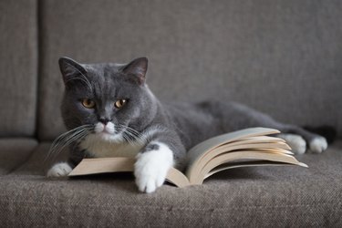 gray cat is reading a book