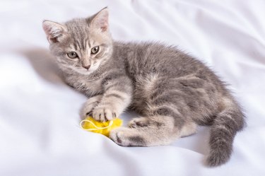 A playful kitten lies at home on a white blanket on the bed and hugs her beloved fluffy yellow toy.