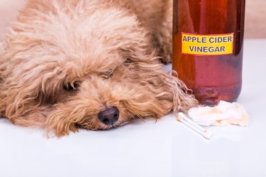 Cleaning a dog's ears with apple cider vinegar