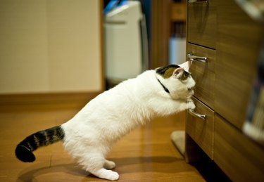 Munchkin cat trying to pull open a cabinet drawer.
