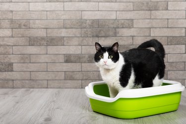 The cat is sitting in a litter box on the floor in a room with gray brick walls. Toilet for pets. Animal care. Cat tray. The cat is in the toilet. Place for text.Copy space.