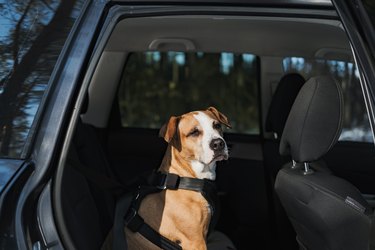 Dog wearing protective harness buckled to a car safety belt.