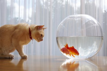 Portrait of a cat staring at goldfish