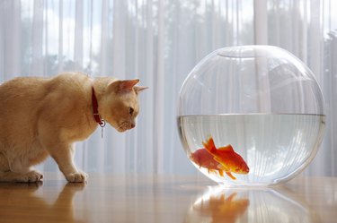 cat and goldfish