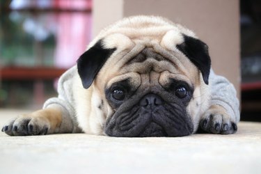 Close-Up Portrait Of A Dog