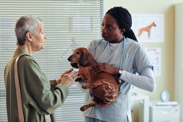 what does amoxicillin treat in dogs