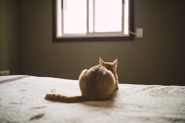 Back view of cat lying on bed looking at window
