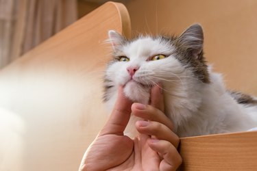 Man playing with his cute and fluffy pet cat