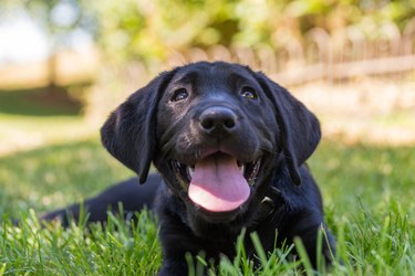 Black labrador retriever puppy relaxing in the shade on the grass