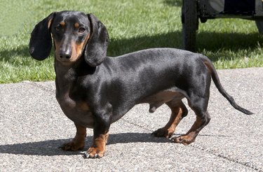 Dachshund