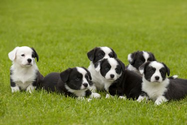 Cardigan Welsh Corgi litter of puppies.