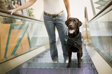 Guide Dog with Owner on Escalator