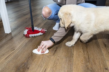 A woman wiping piss on a puppy off modern water resistant vinyl panels with a paper towel and mop, next to a disturbing puppy.
