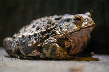 Toad close-up view at night