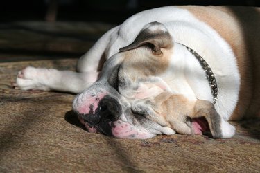 English Bulldog sleeping